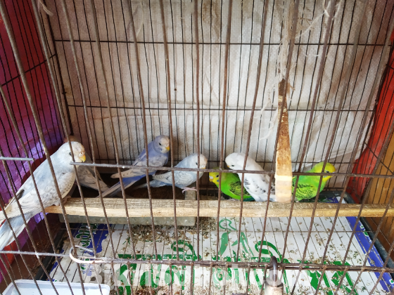 বার্জিগার পাখি বিক্রি